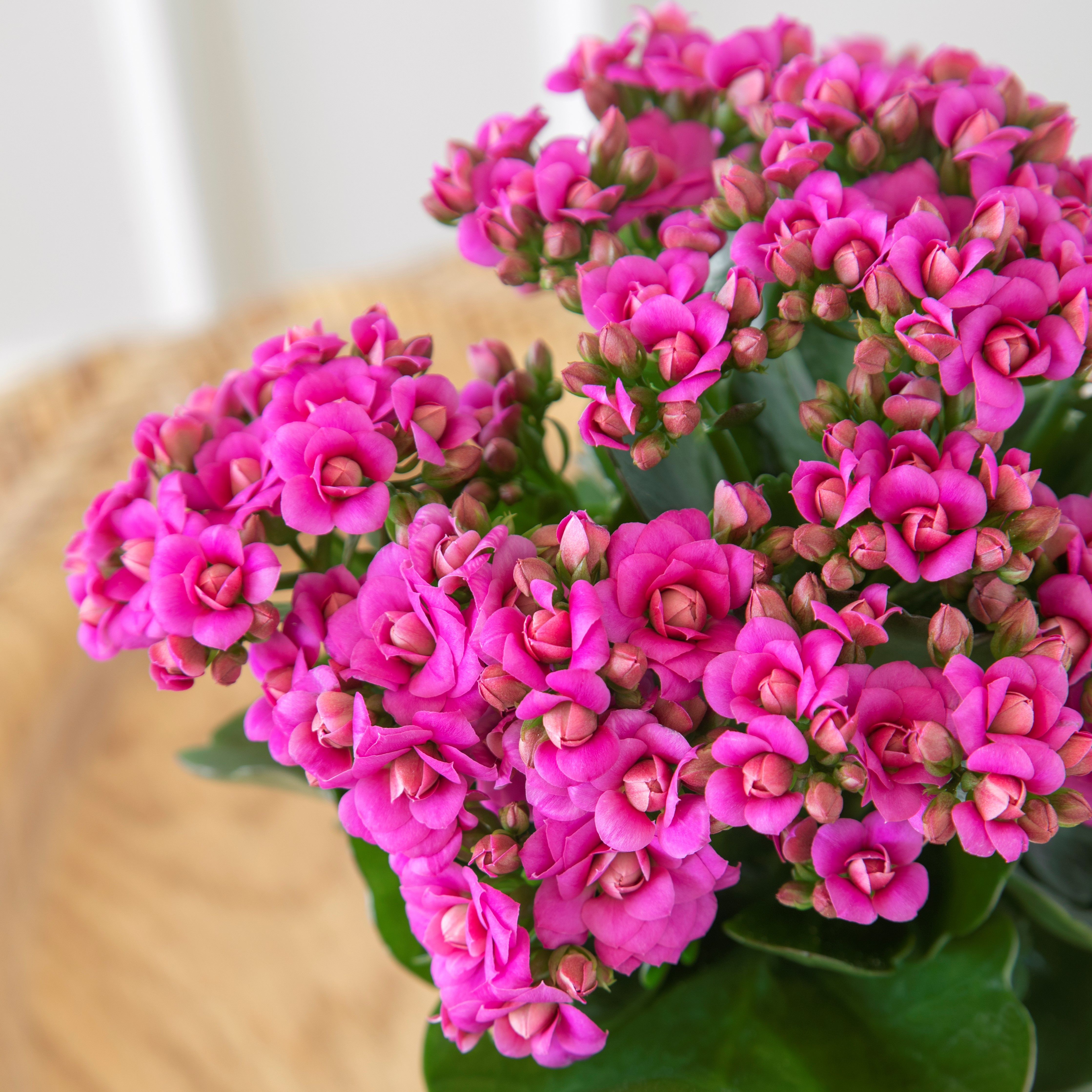 Augusta Kalanchoe