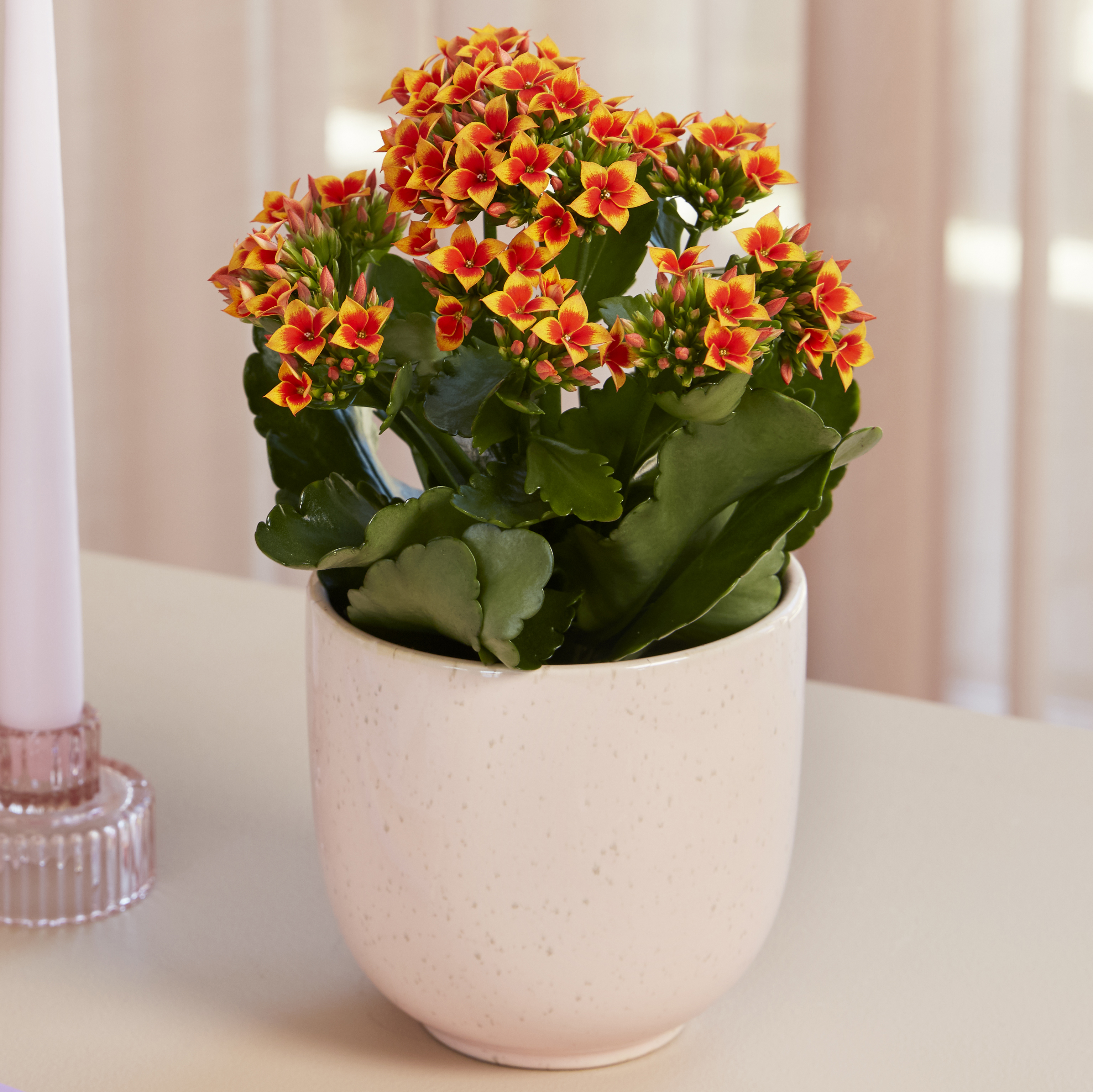 Cosmo Kalanchoe