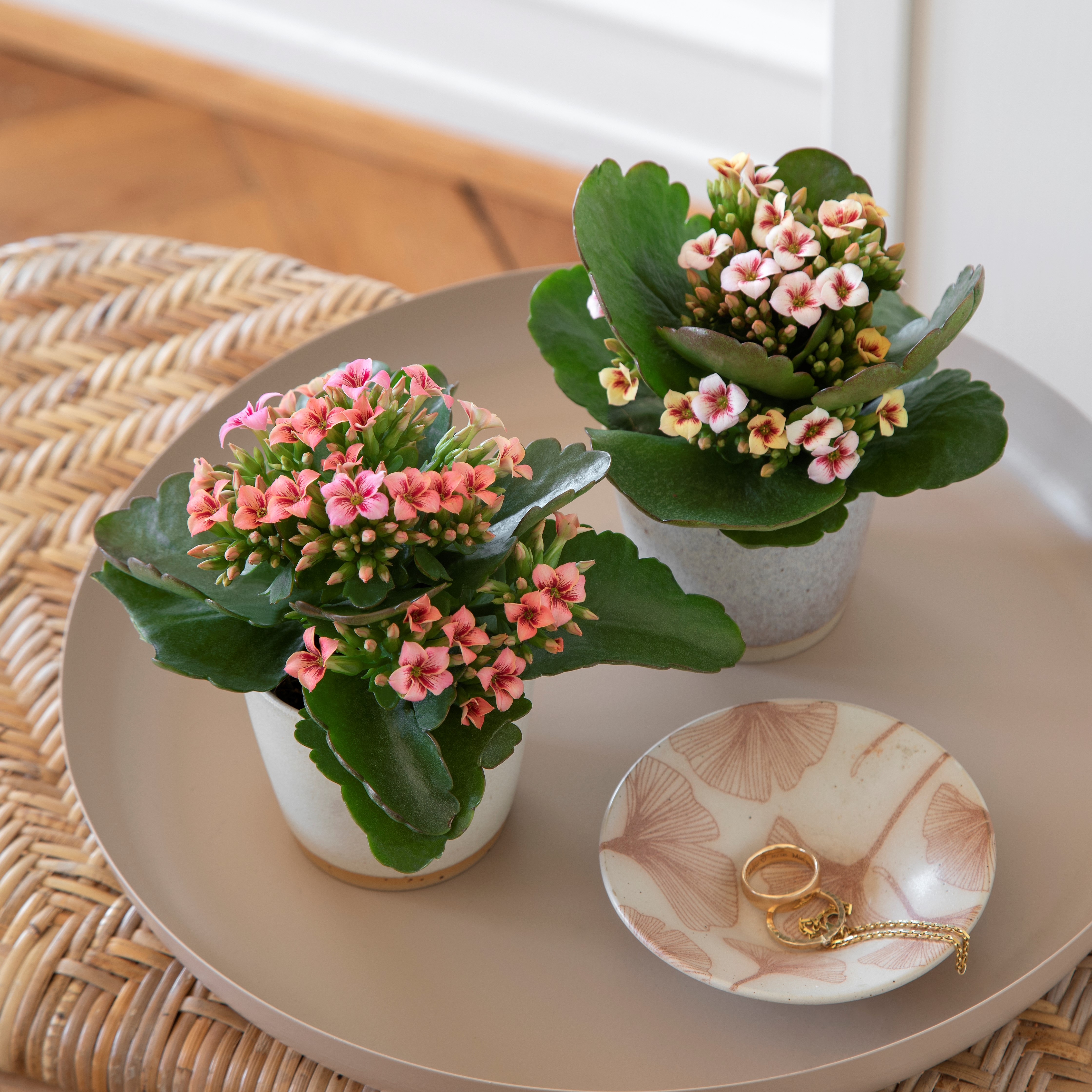 Shiloh Kalanchoe